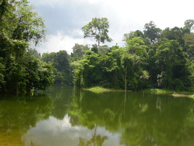 Hutan Hujan Khatulistiwa 180 Garis Kehidupan